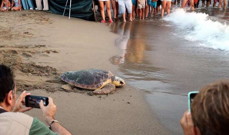 Caretta carettalar denizle buluştu