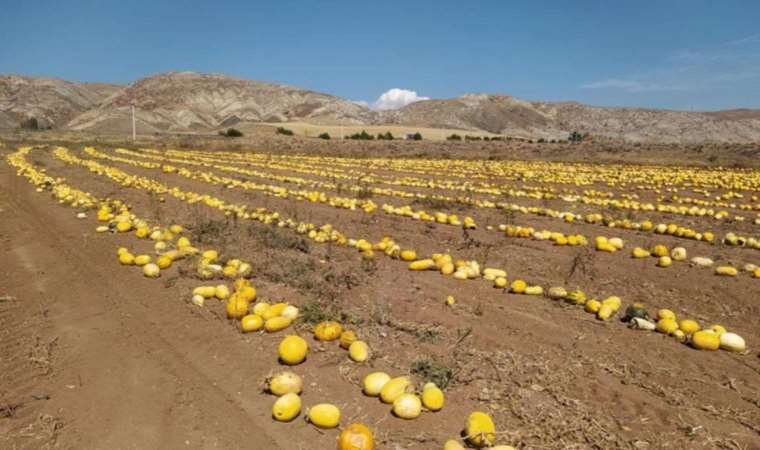 İlk defa ekti, tonlarca ürün elde etti: Dönüm başına 120 kilo!