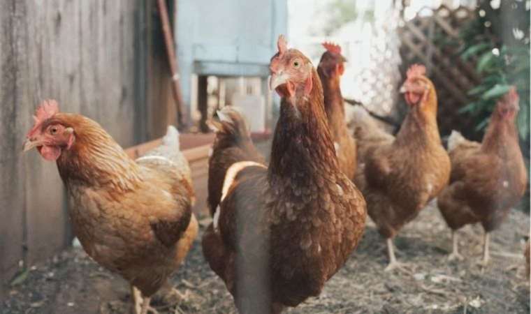 Tavuk gıdaklamalarını tercüme edebilen yapay zeka geliştirildi